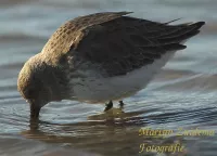 Bonte Strandloper [Calidris alpina]